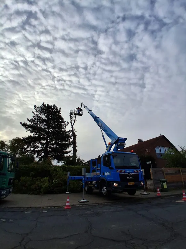 Hubsteiger an einer Wohnstraße bei der Fällung eines großen Baums